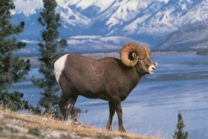 Red baikal území kniha Red baikal území kniha