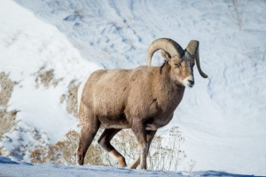 Červená kniha sakha republiky (yakutia) Červená kniha sakha republiky (yakutia)