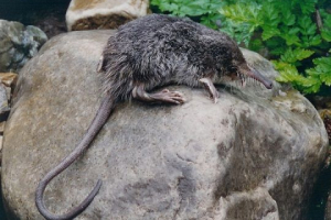 Červená kniha moskevské oblasti Červená kniha moskevské oblasti