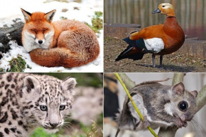 Zvířata tatarstan. Popis, názvy a vlastnosti zvířat tatarstánu Zvířata tatarstan. Popis, názvy a vlastnosti zvířat tatarstánu