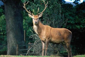 Zvířata urals. Popis, tituly a typy zvířat uralu Zvířata urals. Popis, tituly a typy zvířat uralu