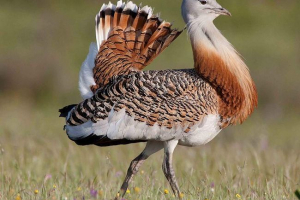 Zvířecí svět ukrajiny