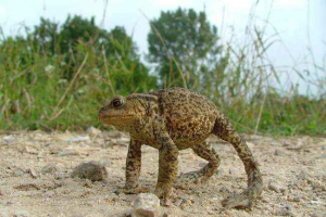 Doáds žijí ve vodě? Doáds žijí ve vodě?