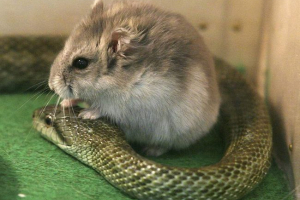 Had a křeček Had a křeček