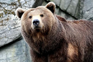 Zoologové vyléčili medvědi, kteří trpí alkoholismem