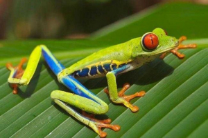 Zoologie: věda a výzkum zvířat