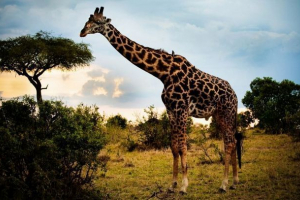 Zoo novosibirsk plánoval zahájit žirafy do konce příštího léta Zoo novosibirsk plánoval zahájit žirafy do konce příštího léta