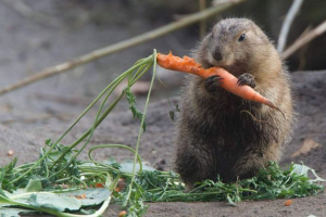 Hvězda dne se stala louka